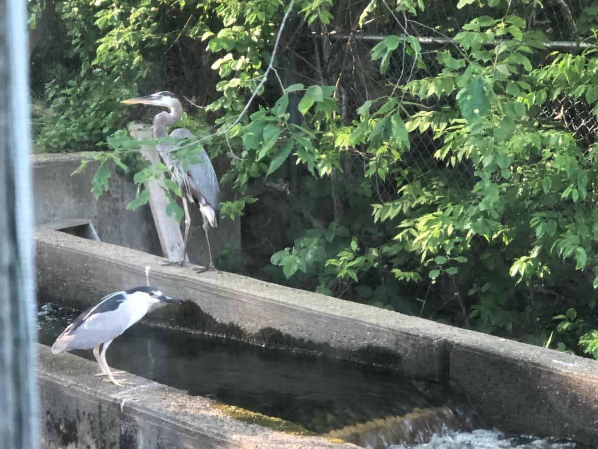 Herring Run 본 외부 사진