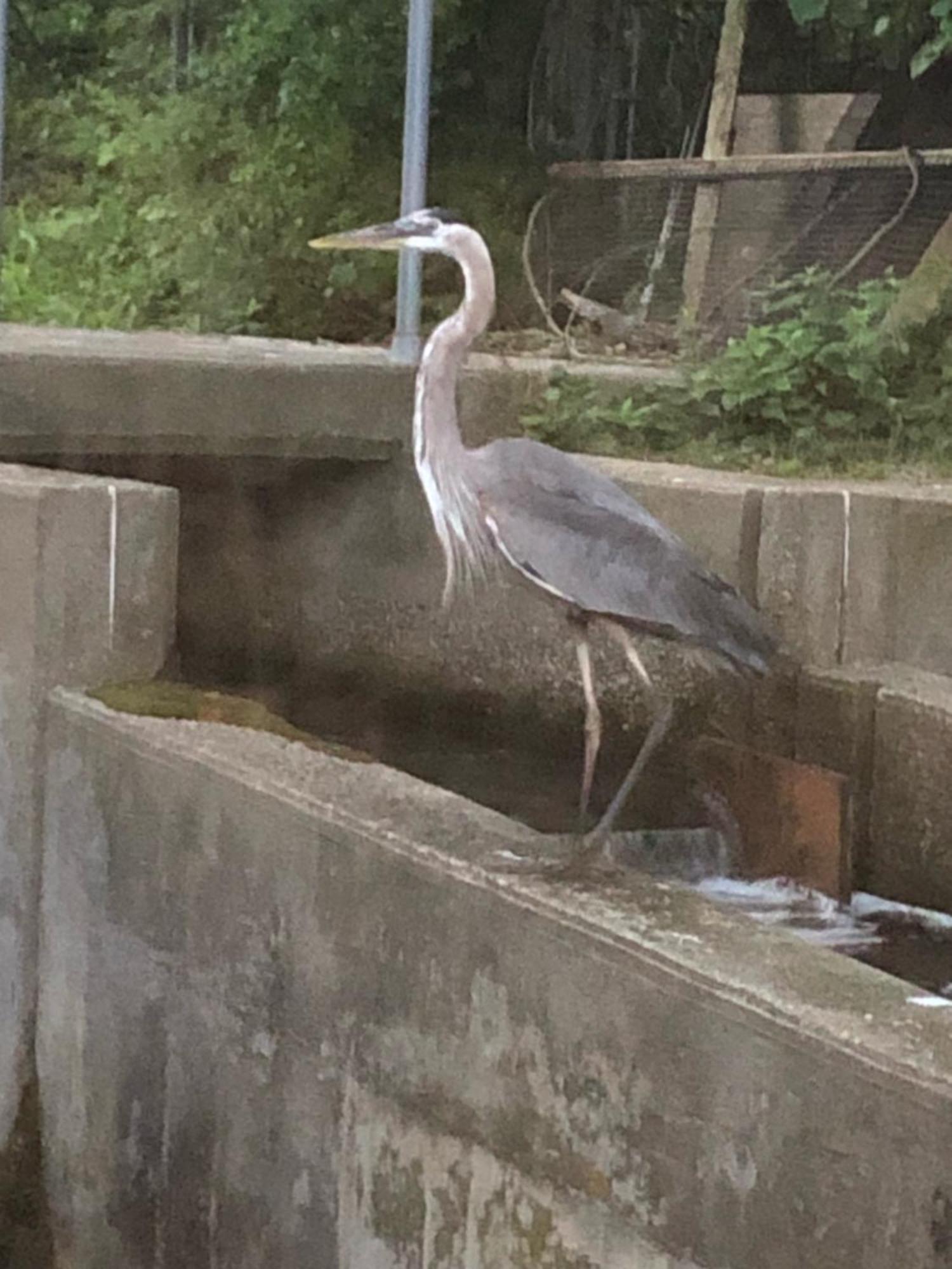 Herring Run 본 외부 사진